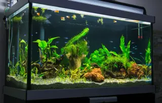Kategoribild för Akvarium & Fiskmat