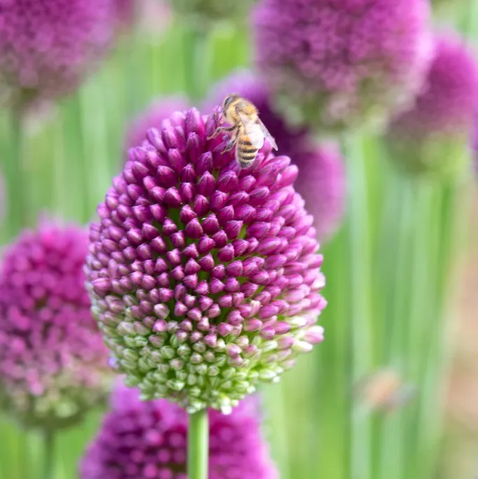 Alternativ bild 0 för Allium 'Silver Spring'