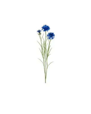 Produktfoto för Blåklint snittblomma blå