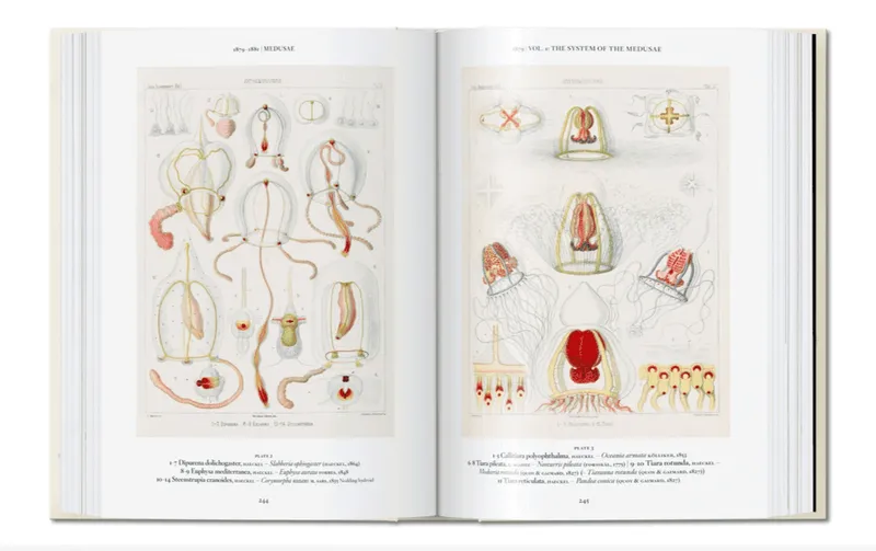 Bild 2 för Ernst Haeckel - 40 Series