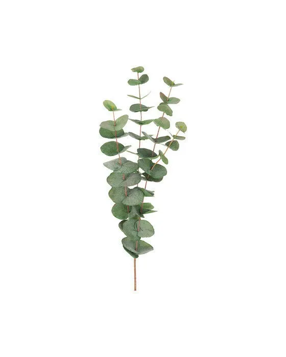Bild 1 för Eucalyptus snittblomma grön