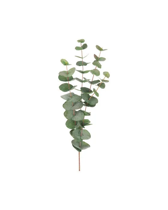 Bild 2 för Eucalyptus snittblomma grön