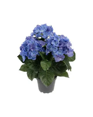 Produktfoto för Hortensia krukväxt blå