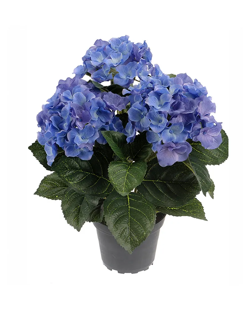 Bild 2 för Hortensia krukväxt blå