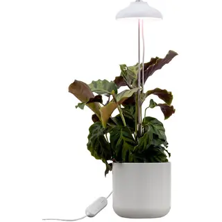 Produktfoto för Iris Växtbelysning 5W Dim med touch