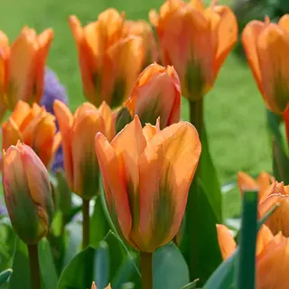 Produktfoto för Kejsartulpan Tulipa fosteriana Orange Emperor 10st