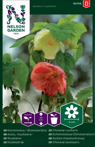 Produktfoto för Klockmalva / Blomsterlönn, mix