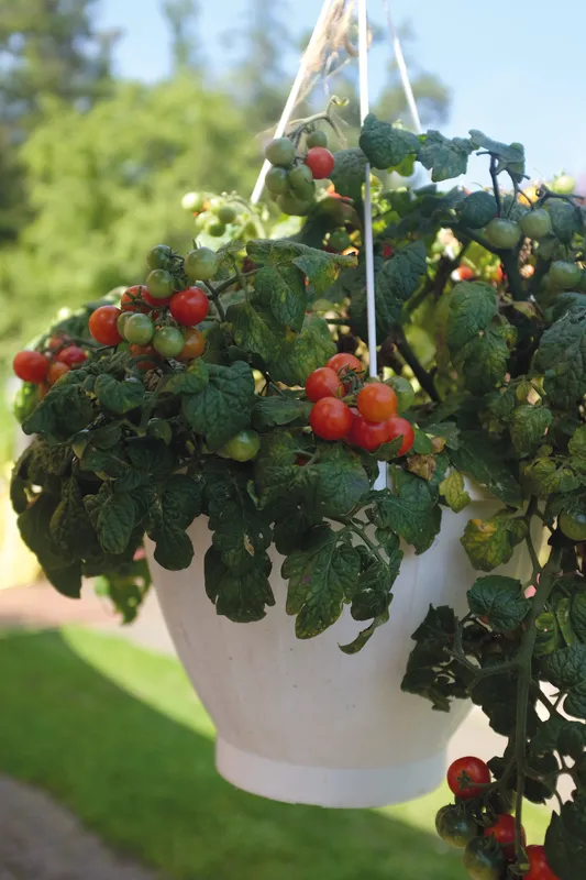 Bild 1 för Körsbärstomat 'Cherry Falls'