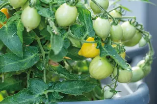 Produktfoto för Körsbärstomat 'Funnyplums Creamy Yellow' F1