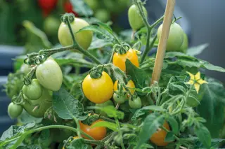 Produktfoto för Körsbärstomat 'Funnyplums Orange' F1