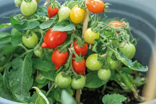 Produktfoto för Körsbärstomat 'Funnyplums Red' F1