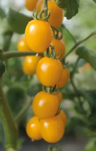 Produktfoto för Körsbärstomat 'Golden Pearl' F1