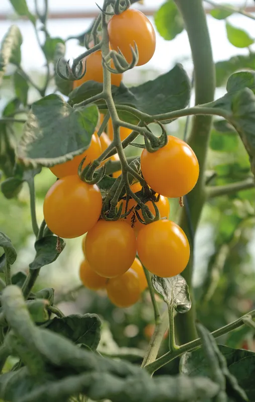 Bild 2 för Körsbärstomat 'Golden Pearl' F1