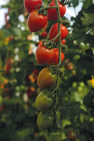 Produktfoto för Körsbärstomat 'Lovertino' F1