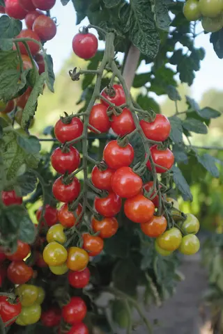 Produktfoto för Körsbärstomat 'Rubylicious' F1