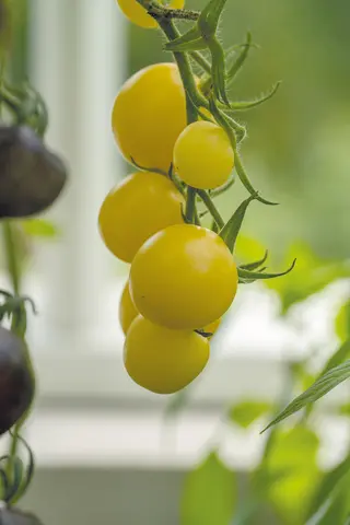 Produktfoto för Körsbärstomat 'White Cherry'
