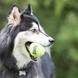 Produktfoto för KONG Airdog Squeaker Boll med Snöre