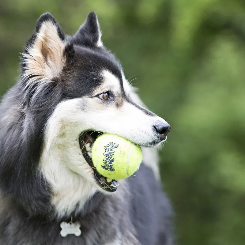 Bild 1 för KONG Airdog Squeaker Boll med Snöre