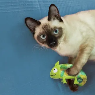 Produktfoto för KONG Cat Refillables Kameleont med Kattmynta