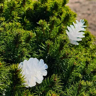 Produktfoto för LightsOn Pine 10m ljusslinga vita ljusskimrande kottar