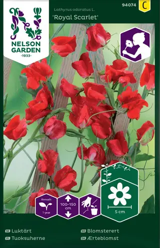 Produktfoto för Luktärt 'Royal Scarlet'