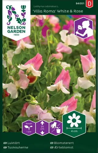 Produktfoto för Luktärt 'Villa Roma White & Rose'