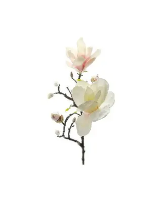 Produktfoto för Magnolia snittblomma vit/rosa