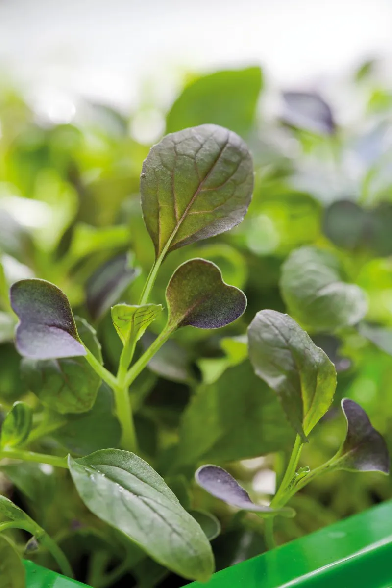 Bild 2 för Micro leaf, Pak Choi 'Red Wizard'