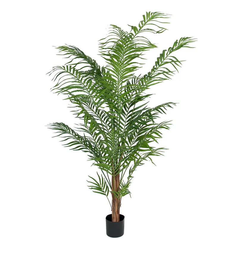 Bild 2 för Mr Plant, Areca Palm 180 cm