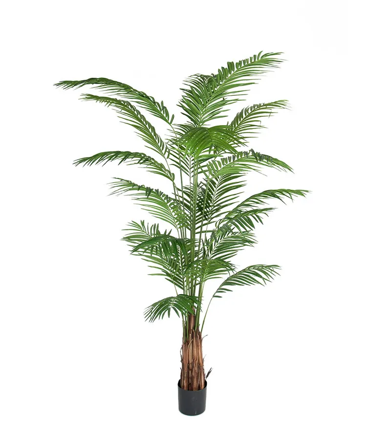 Bild 2 för Mr Plant, Areca Palm 240 cm