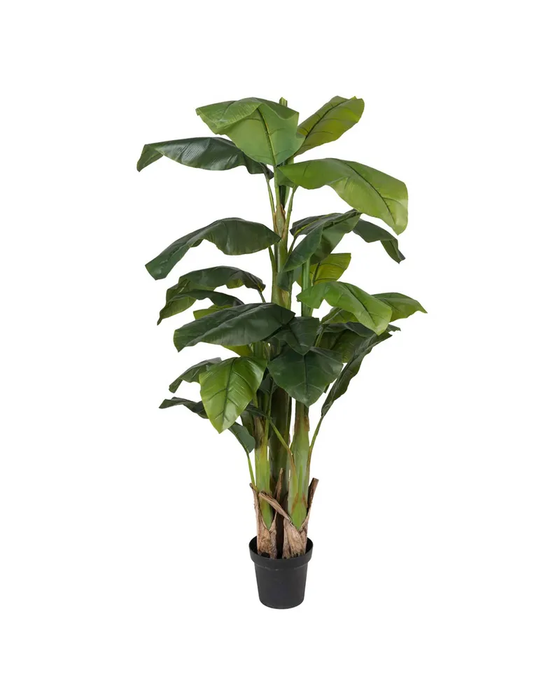 Bild 2 för Mr Plant, Bananträd 240 cm