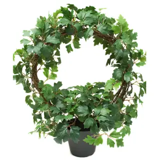 Produktfoto för Mr Plant, Cissus Krukväxt 45 cm