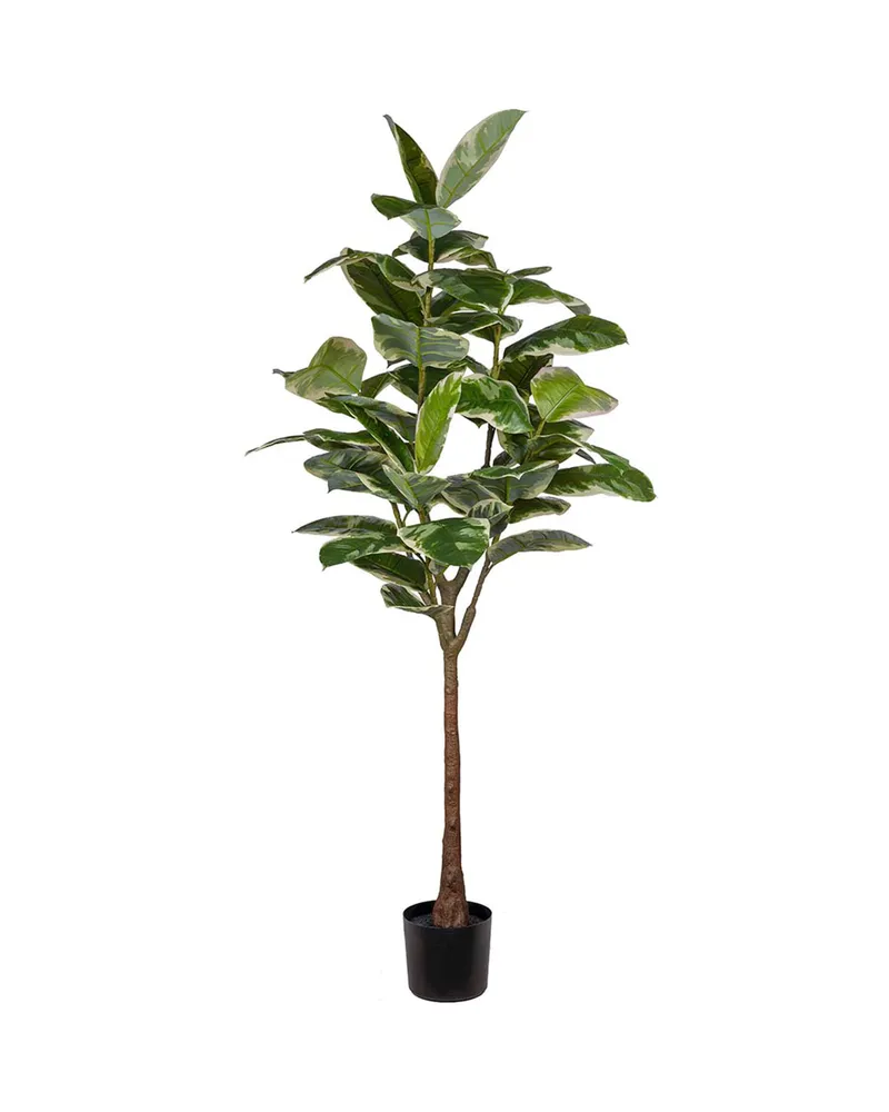 Bild 2 för Mr Plant, Fikus Elastica 190 cm