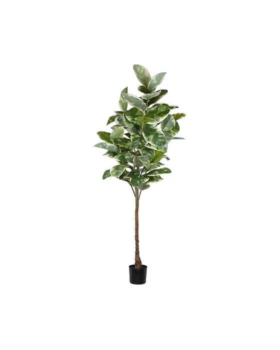 Bild 1 för Mr Plant, Fikus Elastica 220 cm