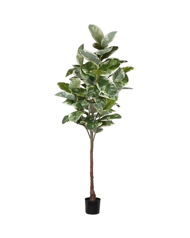 Bild 2 för Mr Plant, Fikus Elastica 220 cm