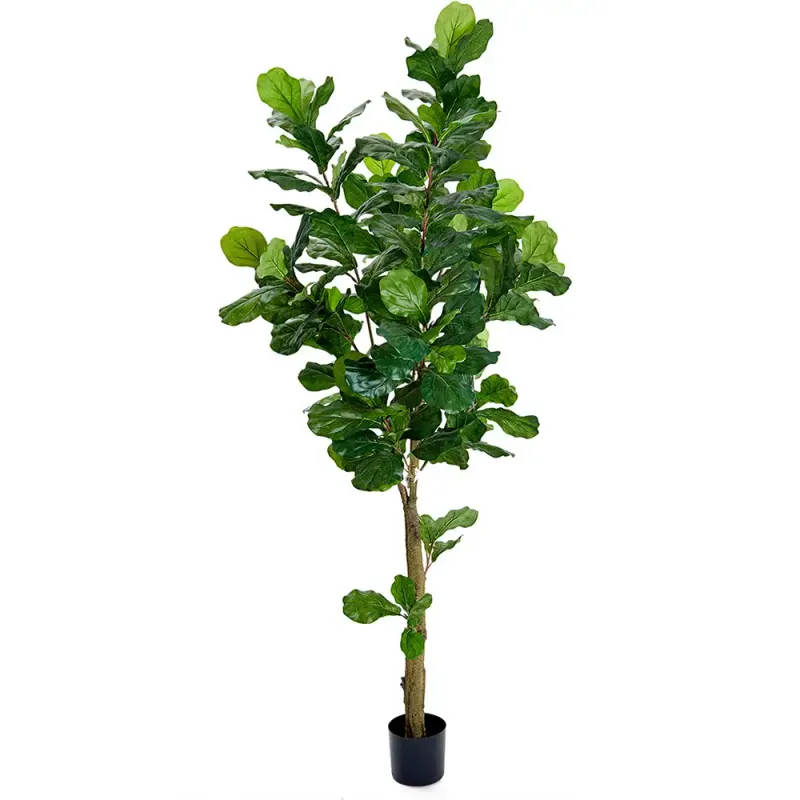 Alternativ bild 0 för Mr Plant, Fiolfikus 210 cm