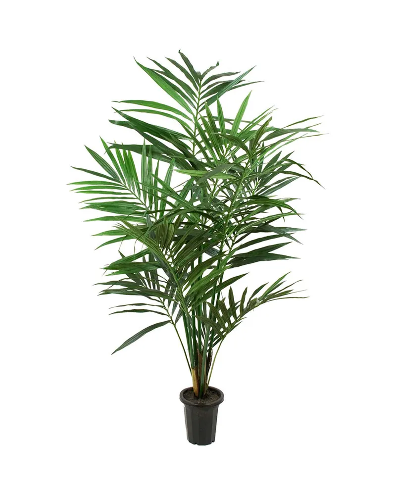 Bild 2 för Mr Plant, Kentia Palm 120 cm