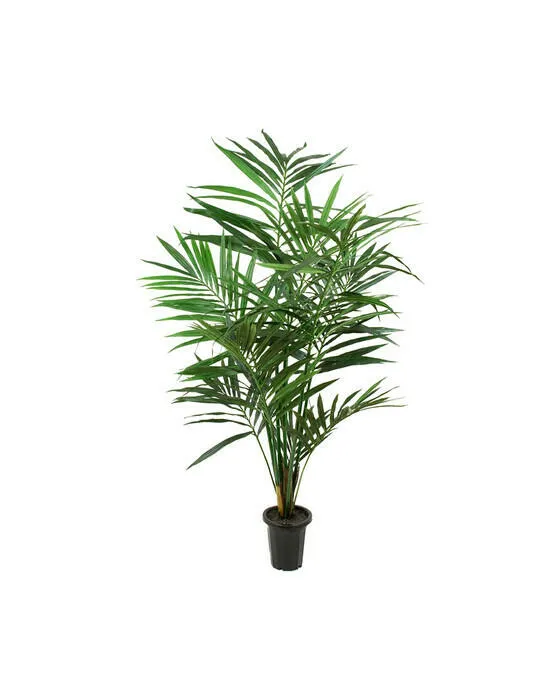 Bild 1 för Mr Plant, Kentia Palm 180 cm