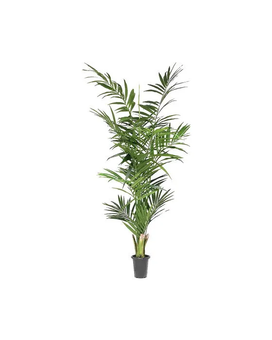 Bild 2 för Mr Plant, Kentia Palm 210 cm