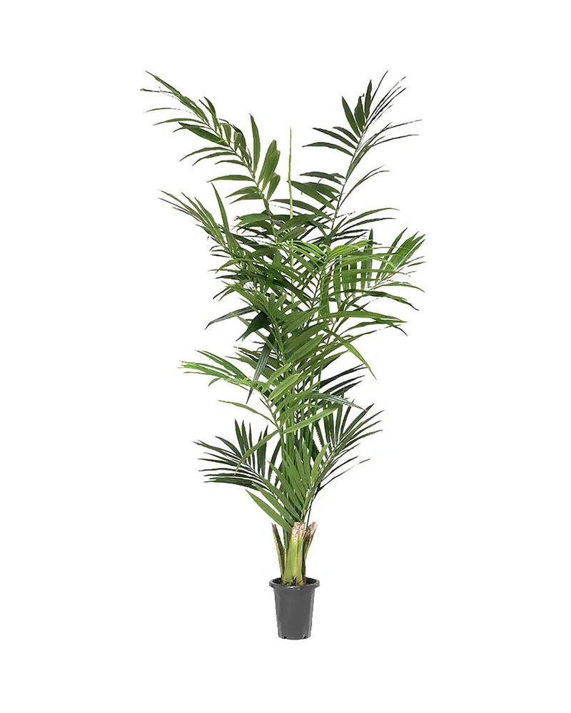 Bild 2 för Mr Plant, Kentia palm 240 cm