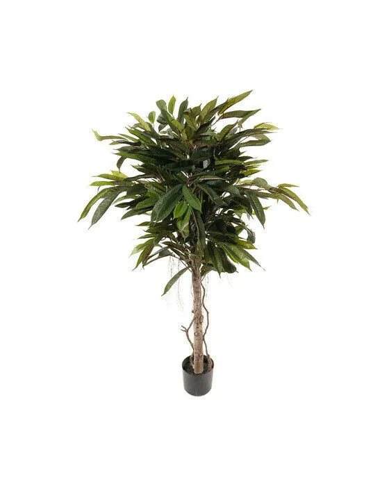 Bild 1 för Mr Plant, Longifoliaträd 150 cm