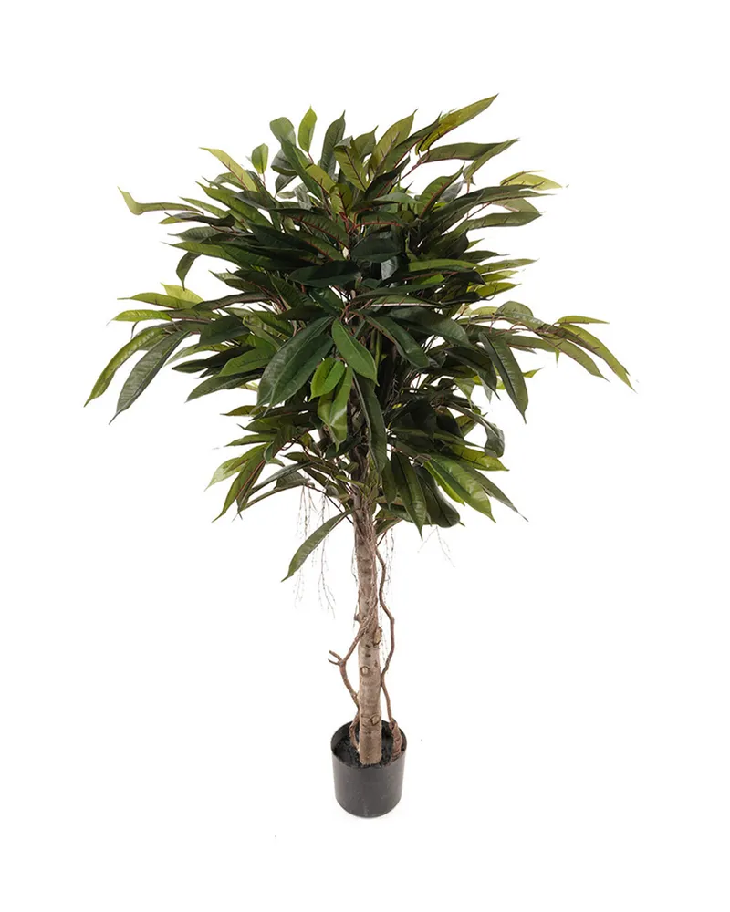 Bild 2 för Mr Plant, Longifoliaträd 150 cm