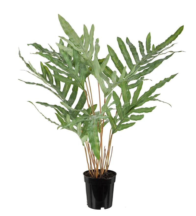Alternativ bild 0 för Mr Plant, Ormbunke storbladig 75 cm