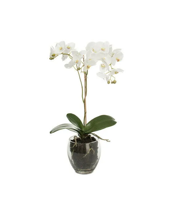 Bild 1 för Mr Plant, Phalaenopsis Orkidée 65 cm Vit