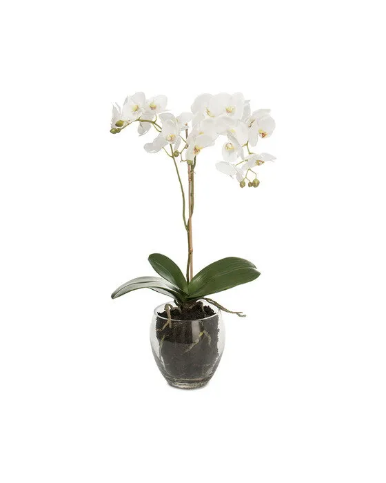 Bild 2 för Mr Plant, Phalaenopsis Orkidée 65 cm Vit