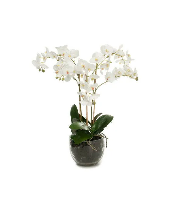 Bild 1 för Mr Plant, Phalaenopsis Orkidée 70 cm Vit
