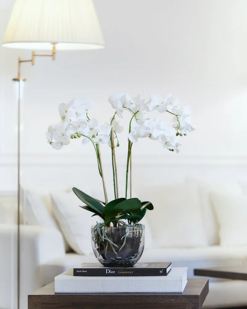 Bild 2 för Mr Plant, Phalaenopsis Orkidée 70 cm Vit