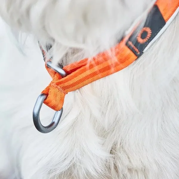 Bild 2 för Non-stop dogwear Cruise Collar Orange