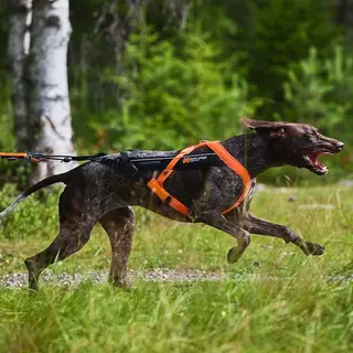 Produktfoto för Non-Stop Dogwear Freemotion 5.0 Dragsele Orange & Svart (9)
