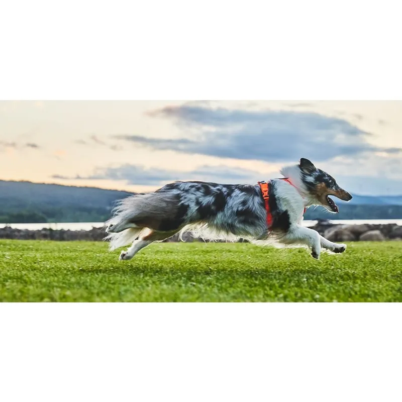 Bild 1 för Non-stop dogwear Line Harness 5.0 Orange